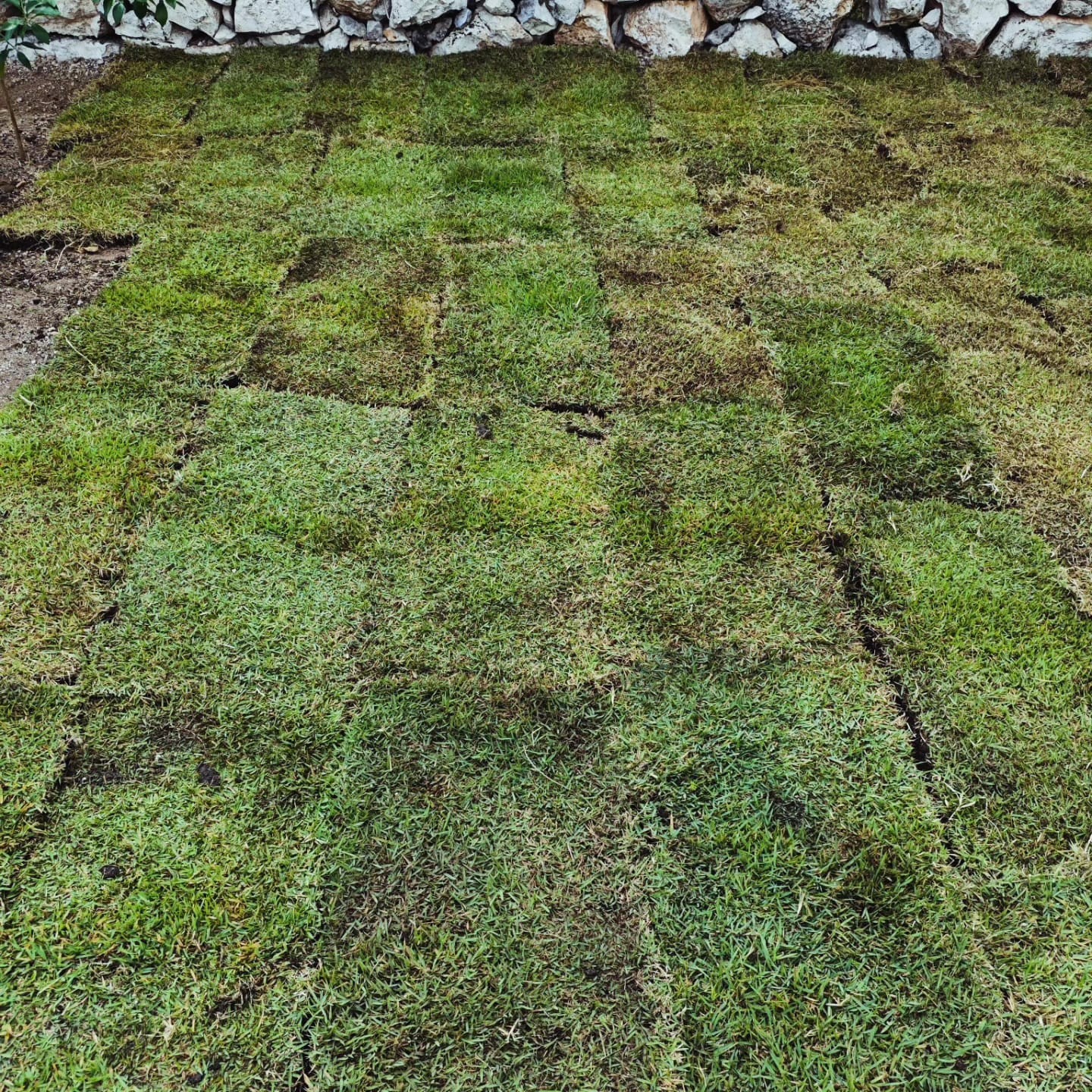 Pasto Zoysia en Rollo