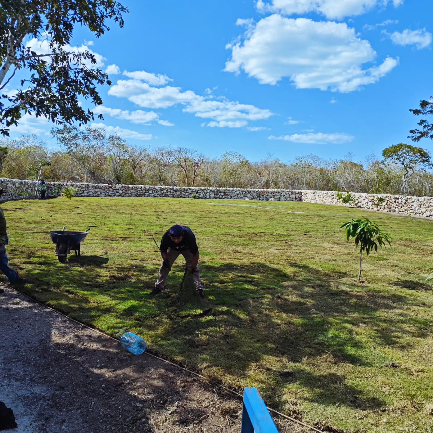 Jardinera moderna con orejas de elefante