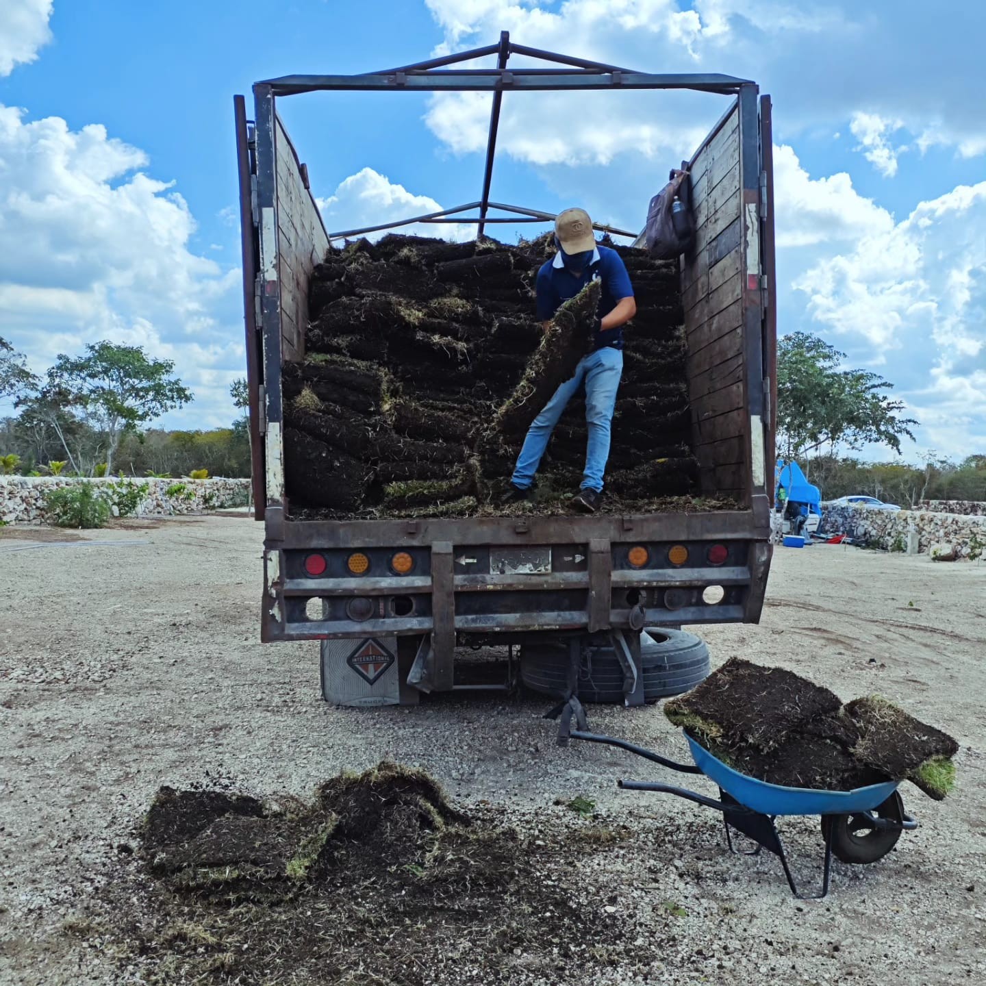 Árbol iluminado en jardín interior
