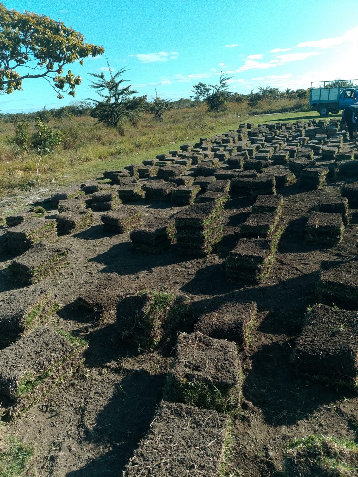 Campos de producción de pasto en rollo